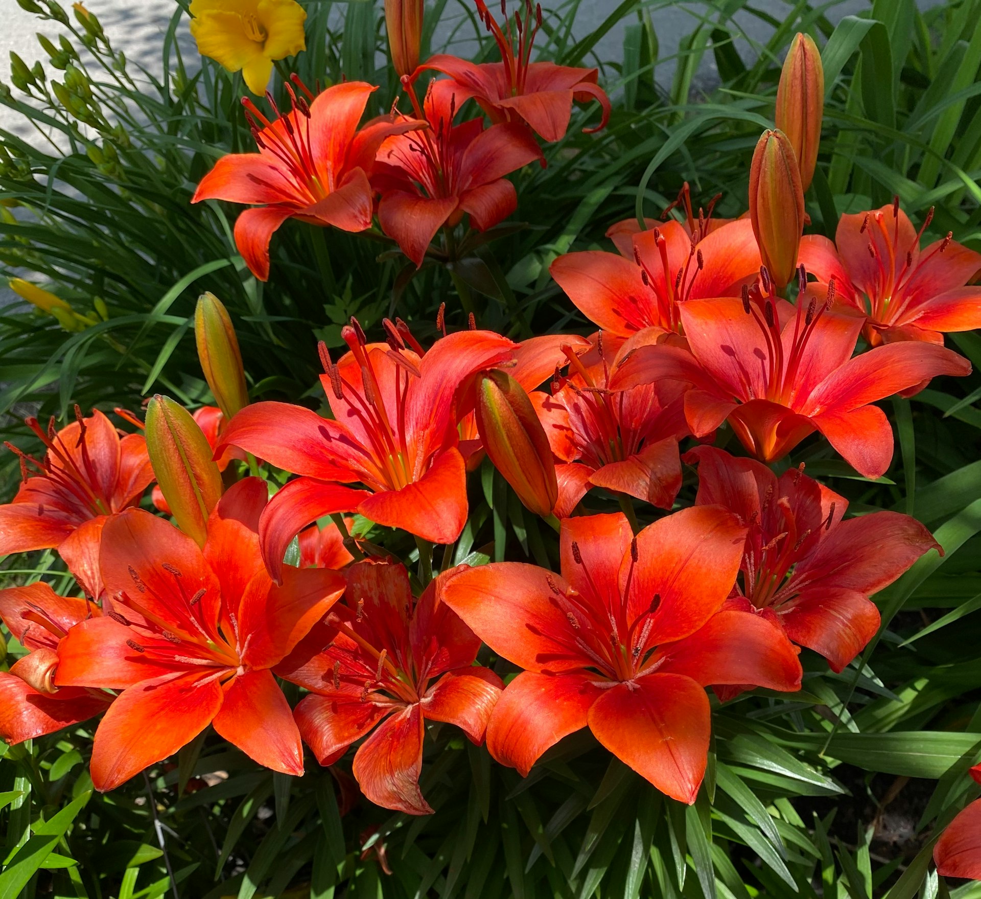 a group of red flowers